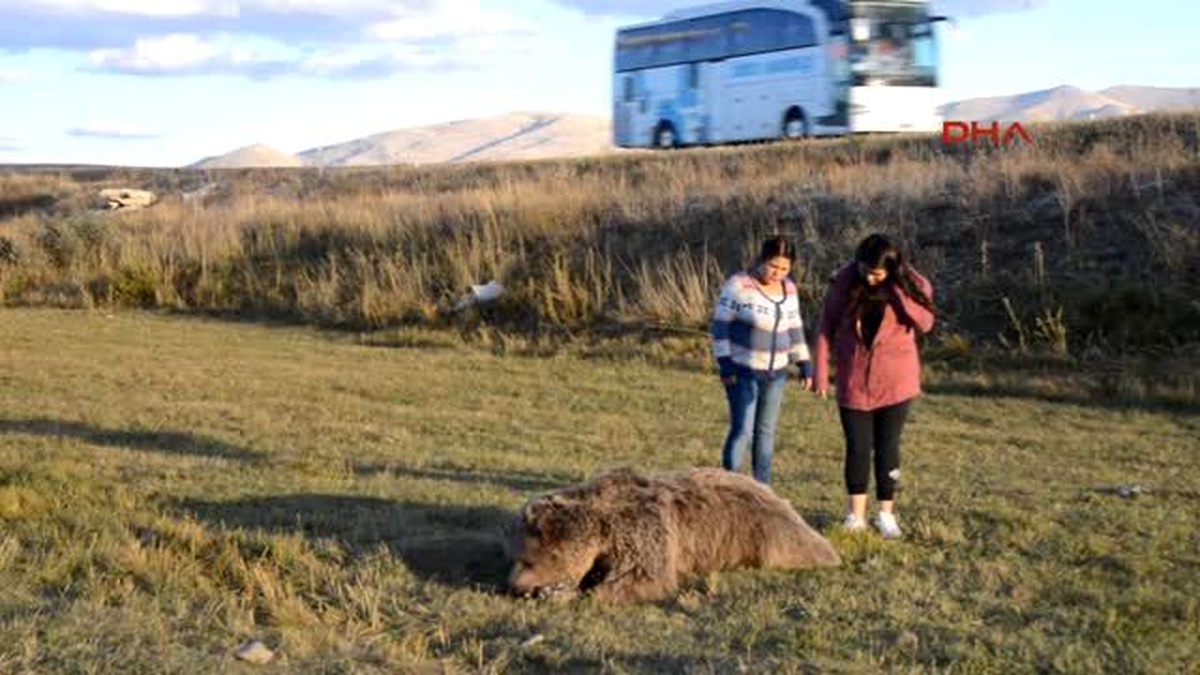 Erzurum Karayolu Kenarındaki Ayı Leşleri Sürücüleri Korkuttu