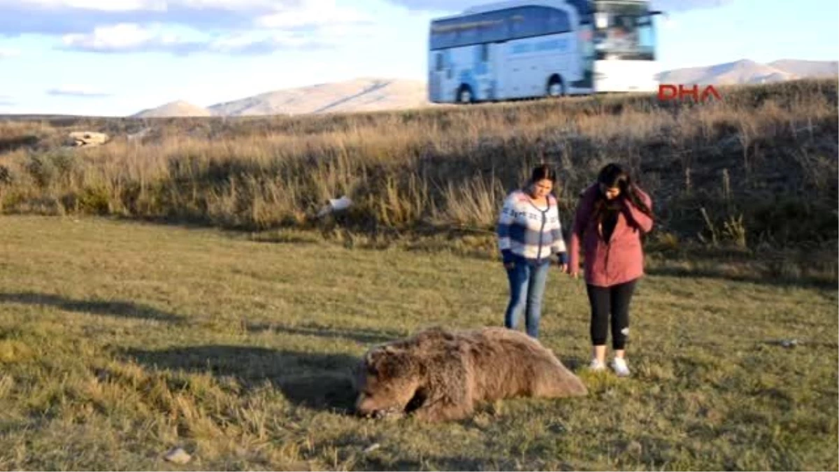 Erzurum Karayolu Kenarındaki Ayı Leşleri Sürücüleri Korkuttu