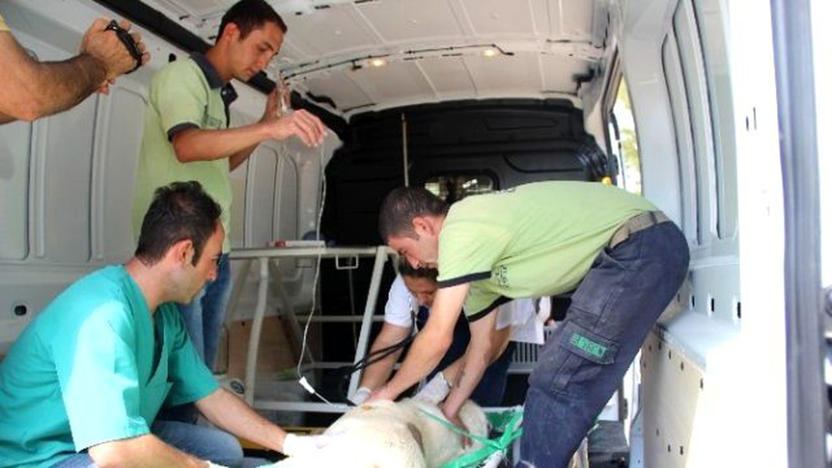 Gaziantep\'te İlk Hayvan Ambulansı Hizmete Girdi