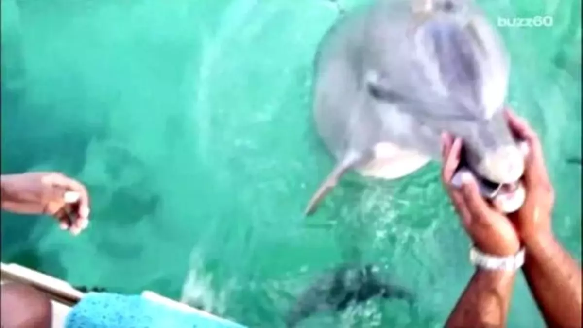 Helpful Dolphin Helps Miami Heat Dancer Get Her Phone Back