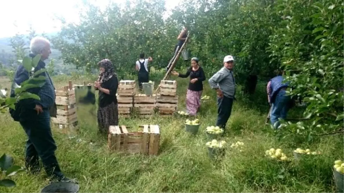 Kazdağlarında Elma İmecesi