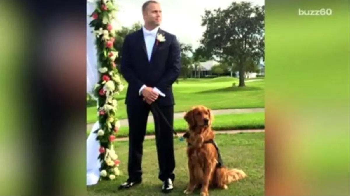 Therapy Dog İs Best Man At His Human\'s Wedding