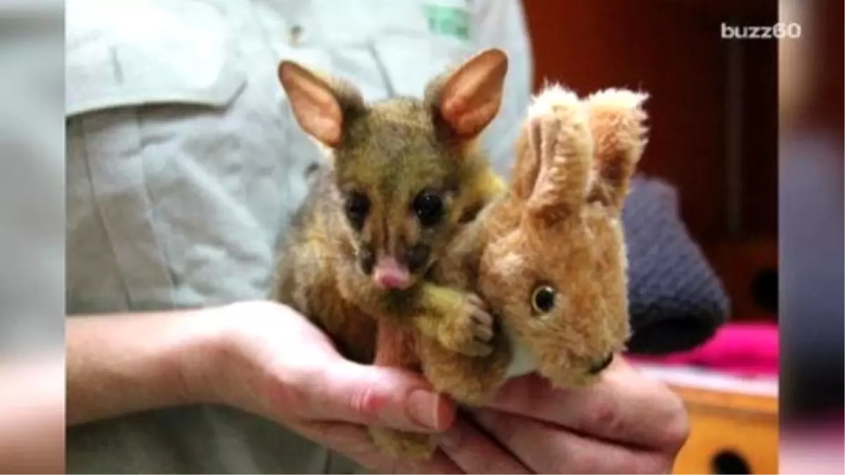 Adorable Baby Possum Won\'t Let Go Of Tiny Stuffed Kangaroo