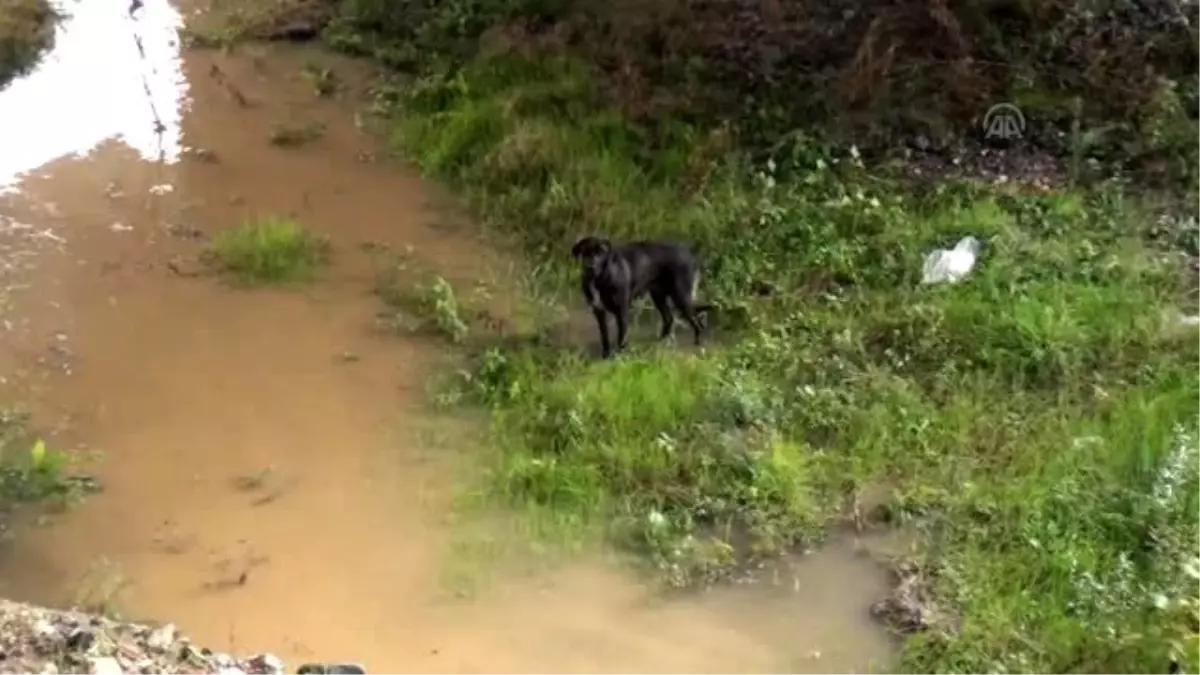 Çaya Düşen Köpeği İtfaiye Kurtardı