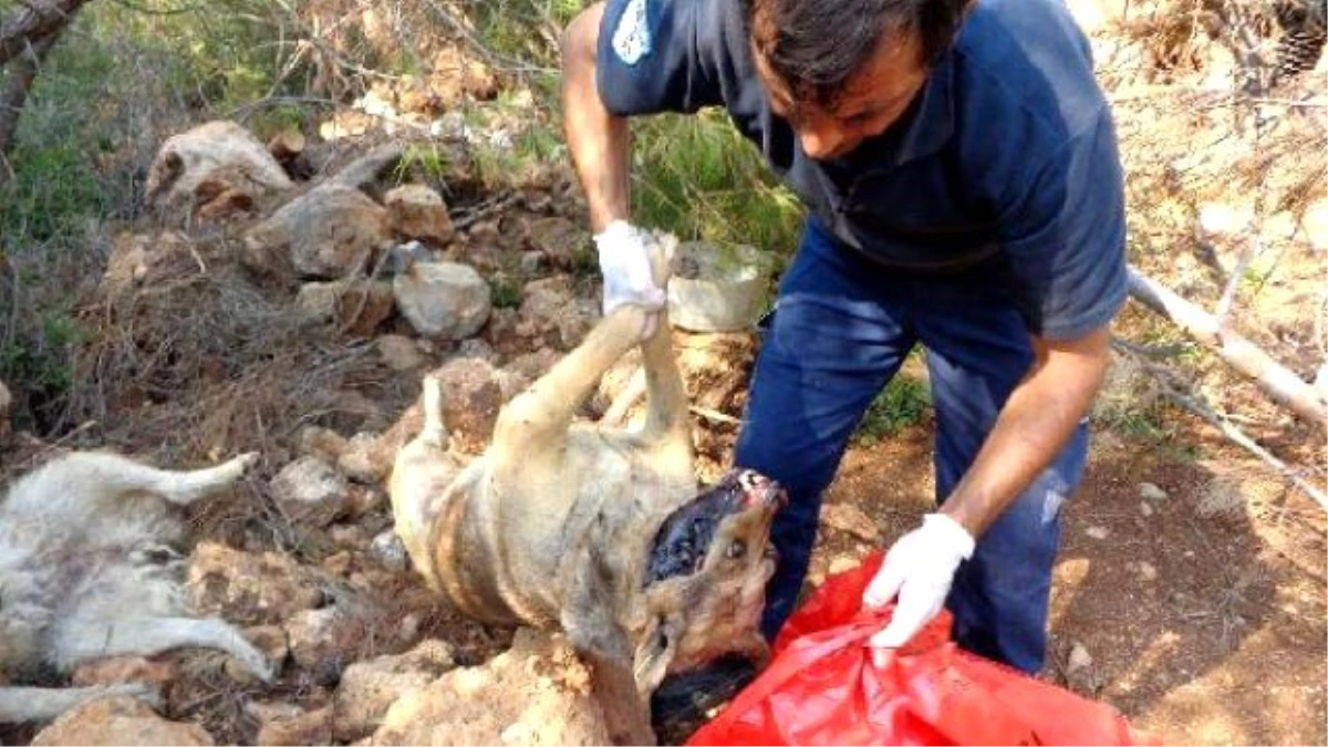 Kepez Belediyesi\'ne, \'Sokak Köpeklerini Ölüme Terk Etme\' Soruşturması