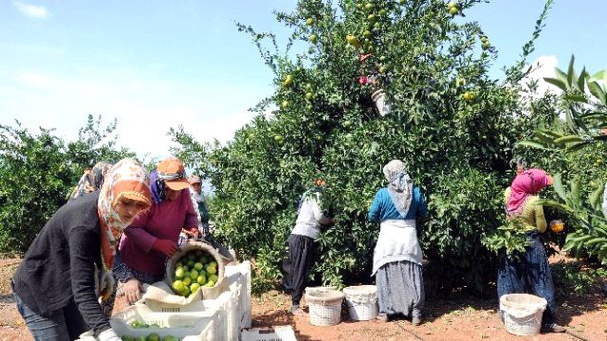 Narenciye Sezon Başında Yüzleri Ekşitmiyor