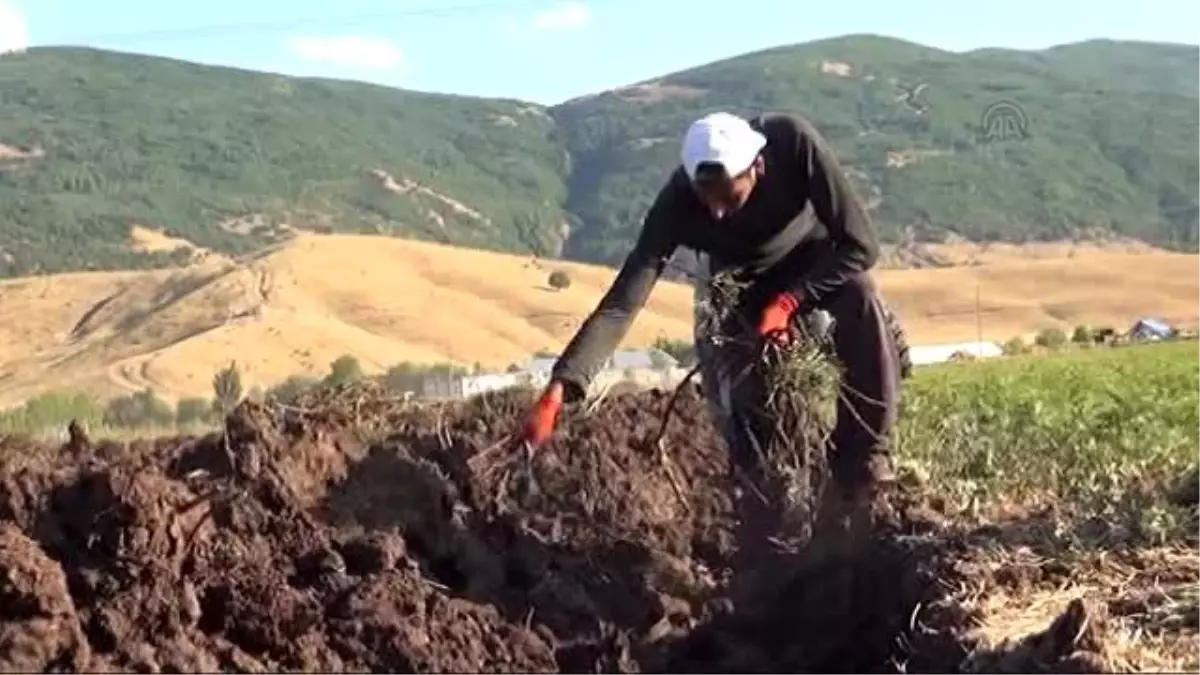 Suriyeli Öğretmenin Öğrenci Hasreti