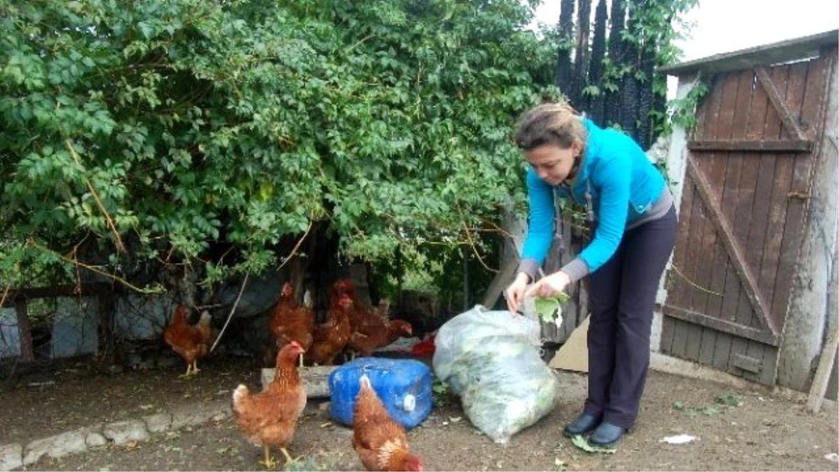 Genç Girişimcinin Bir Gecede 400 Tavuğu Çalındı