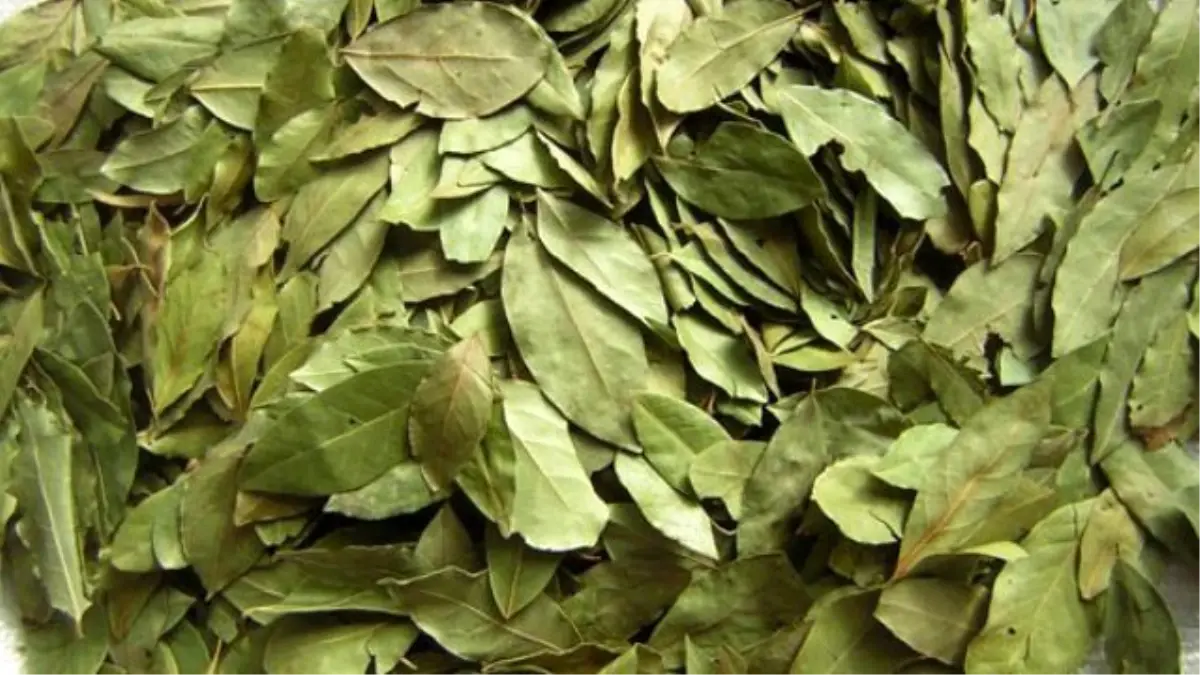 Defne Yaprağının Özellikleri