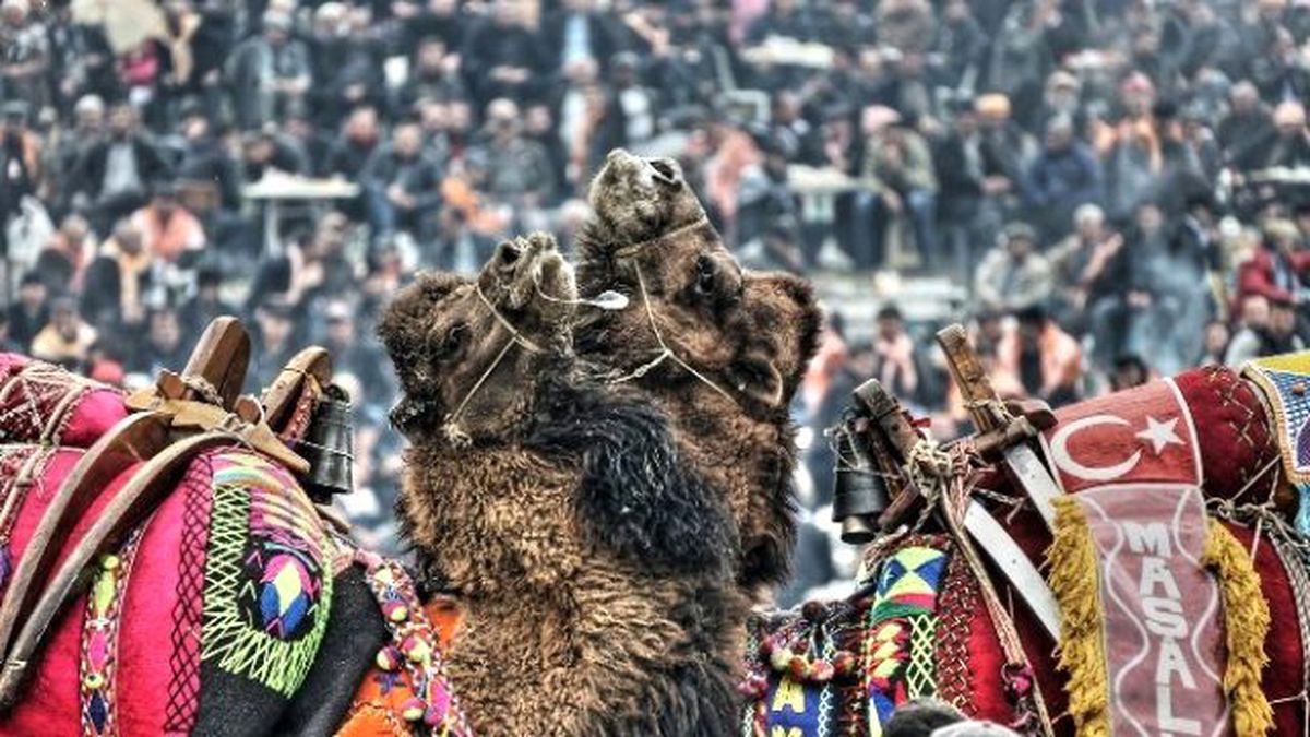 Devecilik Kültürüne Bilimsel Markaj