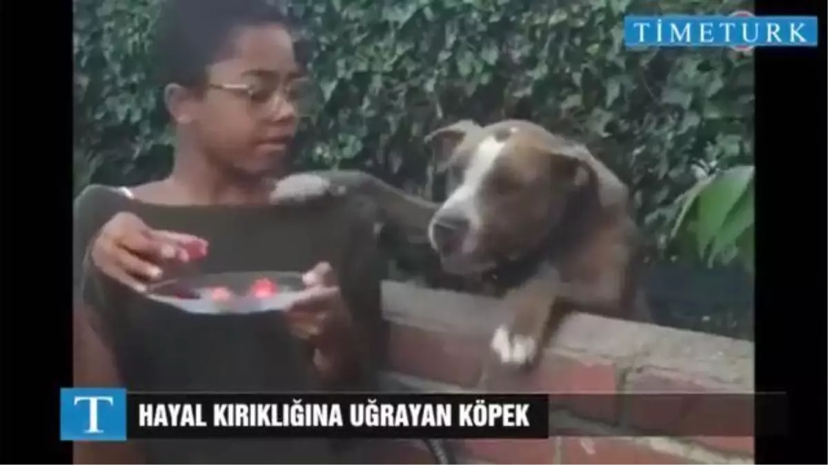 Hayal Kırıklığına Uğrayan Köpek