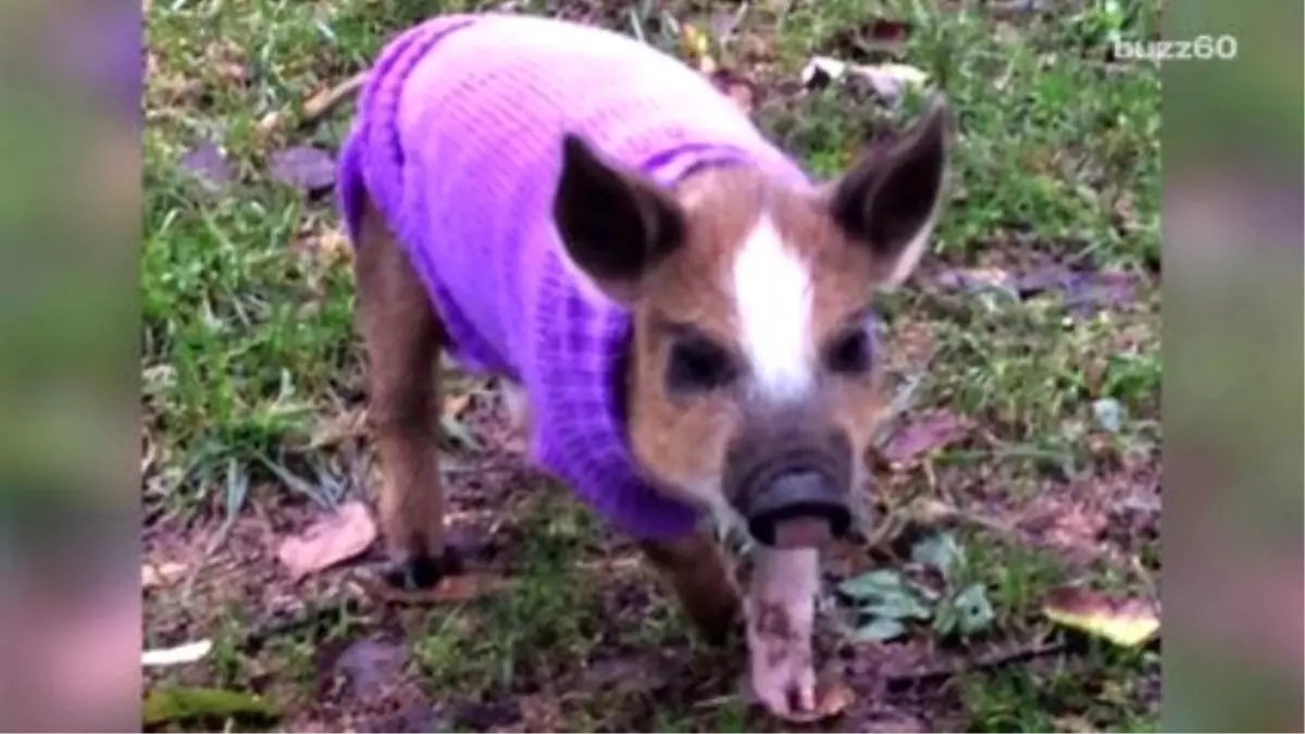 Rescued Baby Pig Trots Around İn Handsome Purple Sweater