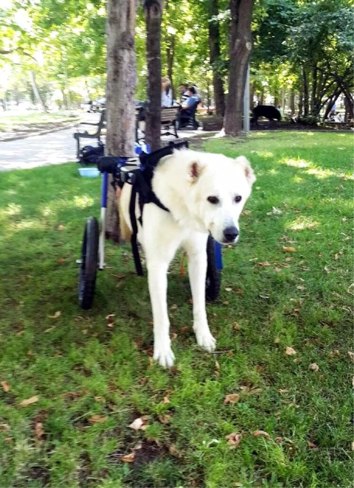 Felç Olan Umut Köpeğe Sezen Aksu Sahip Çıktı