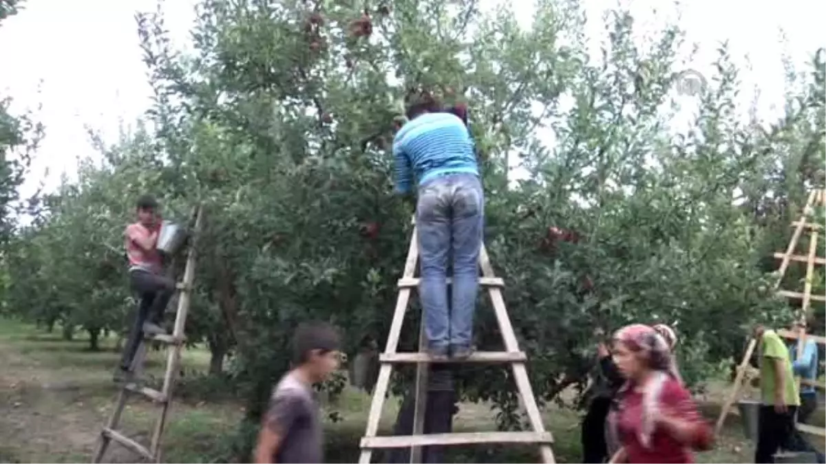 Yahyalı Elması Yüzleri Güldürdü