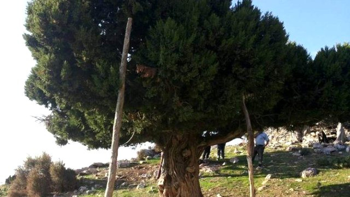 Yetiştirdiği Esrarı Ağacın Başına Depoladı