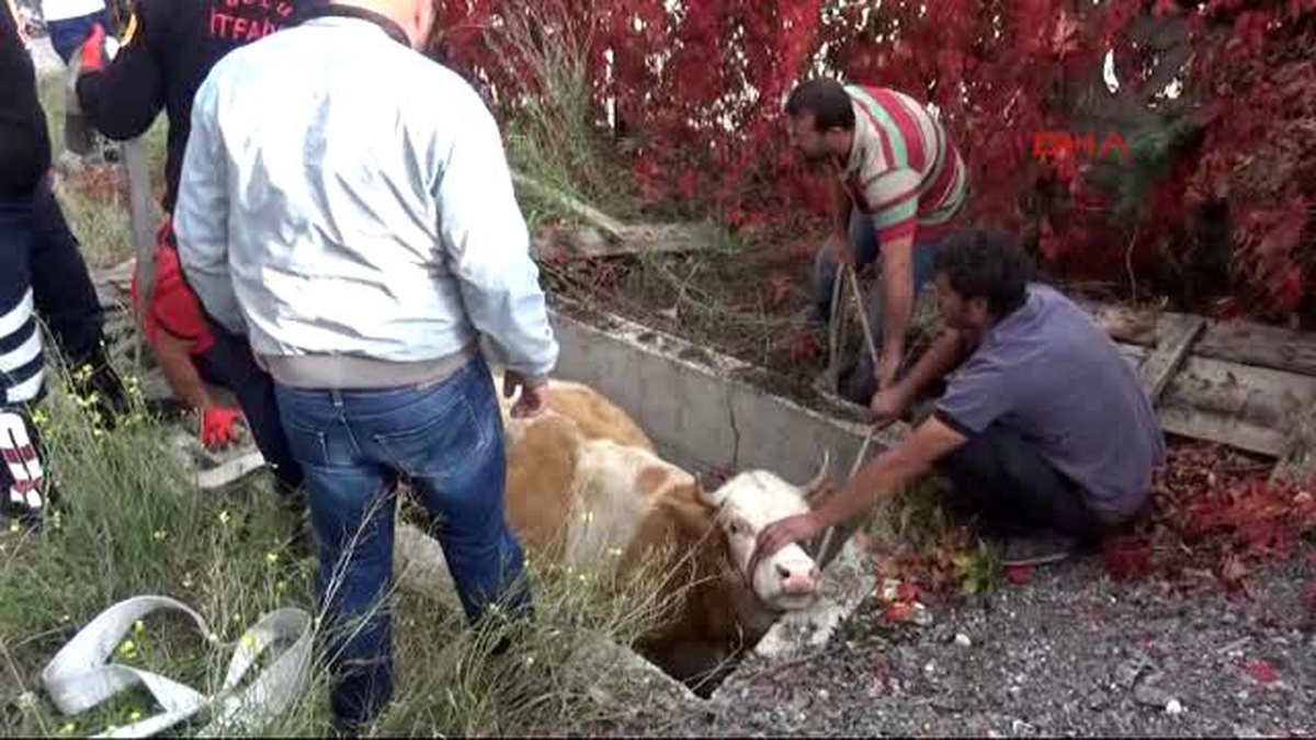 Bolu - Su Kuyusuna Düşen İnek Vinçle Çıkarıldı