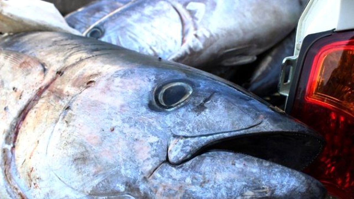 Çanakkale\'de Kaçak Avlanmayla Yakalanan 400 Kilo Orkinosa El Konuldu
