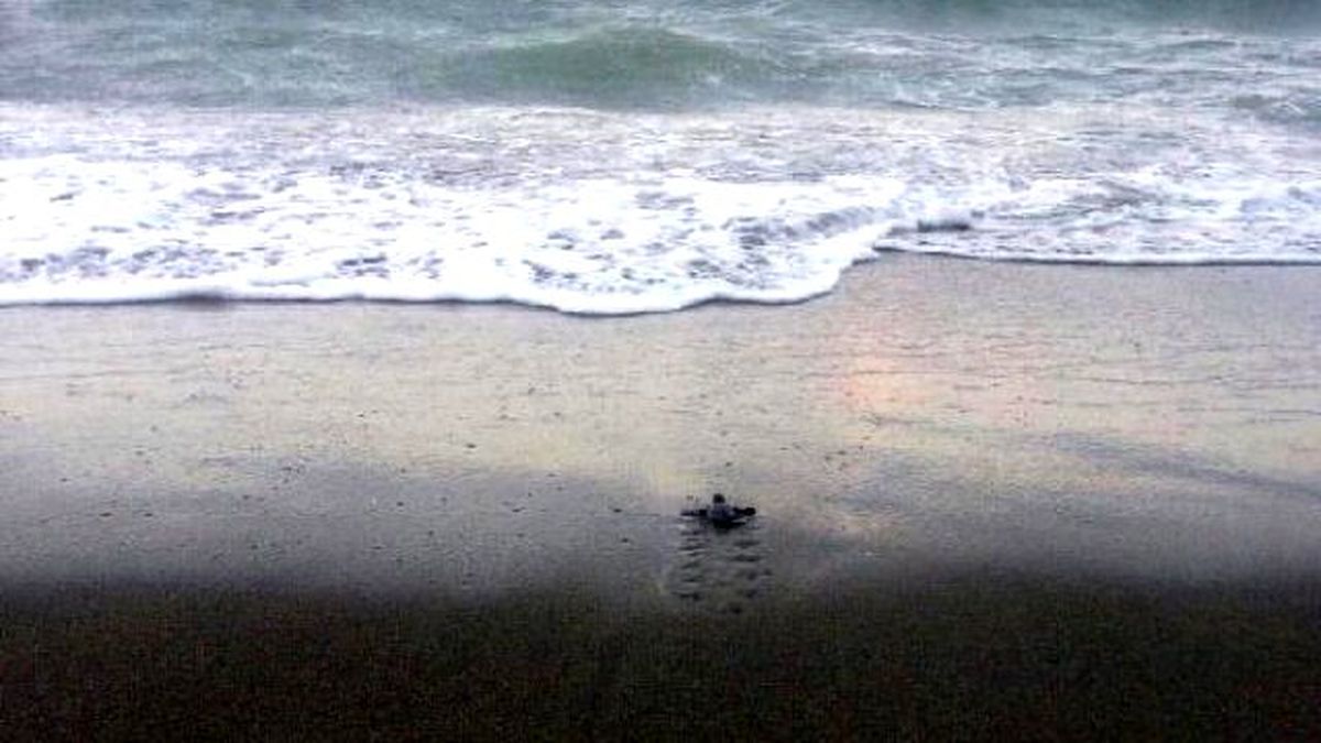 Caretta Carettas Take First Steps İn Turkey's Hatay