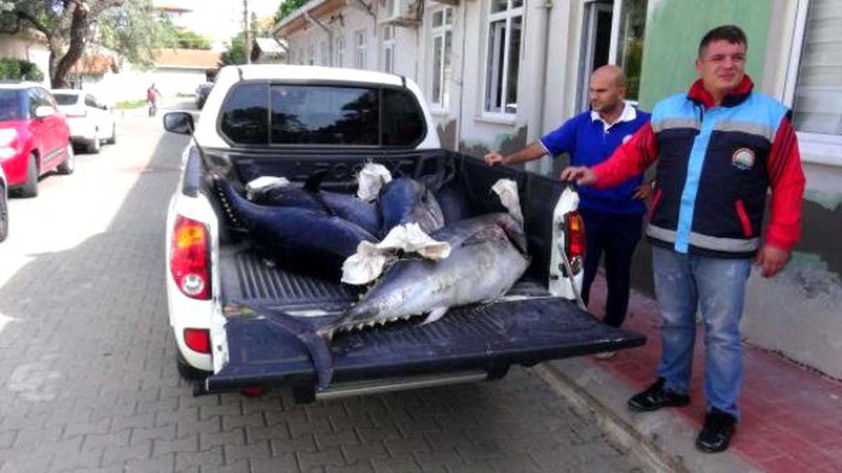 Kaçak Avlanan 5 Orkinosa El Konuldu