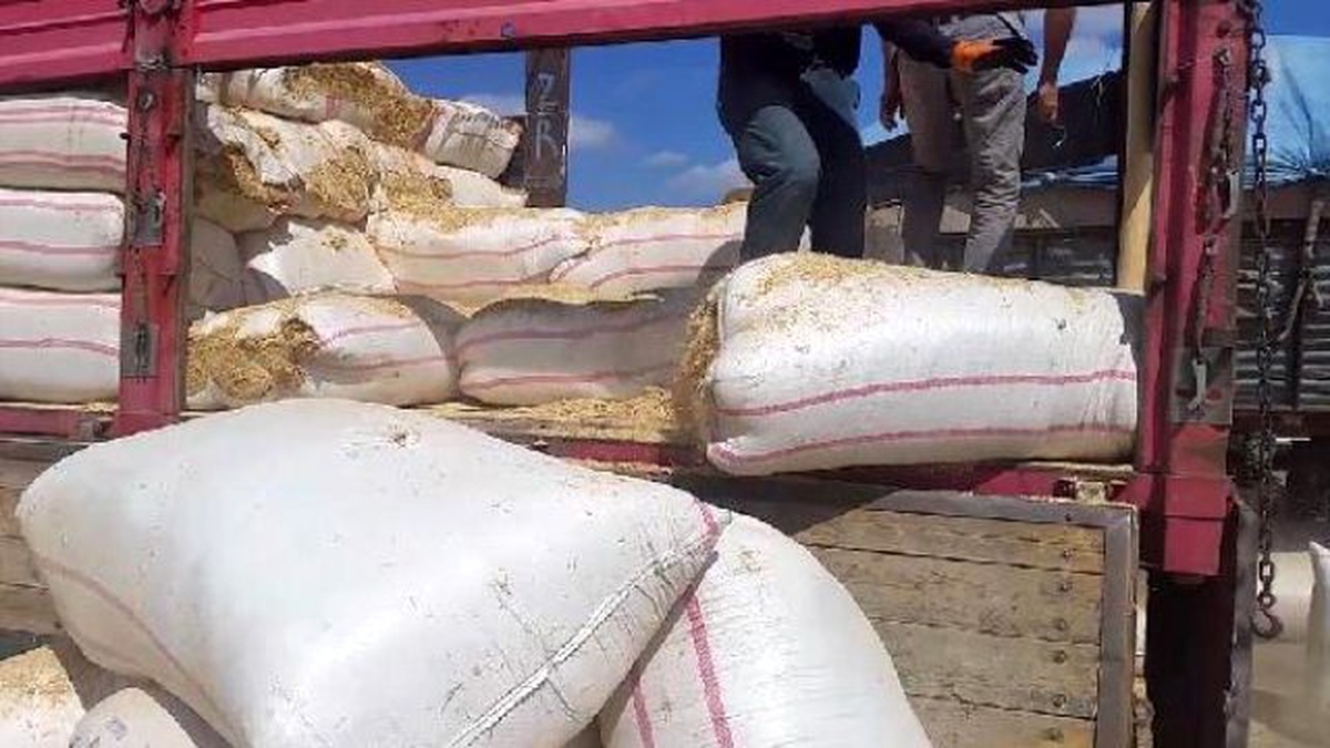 Kars\'ta Esrar Operasyonu: 7 Tutuklama