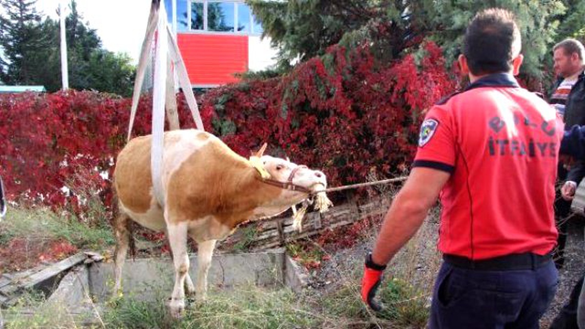 Su Kuyusuna Düşen İnek Vinçle Çıkarıldı
