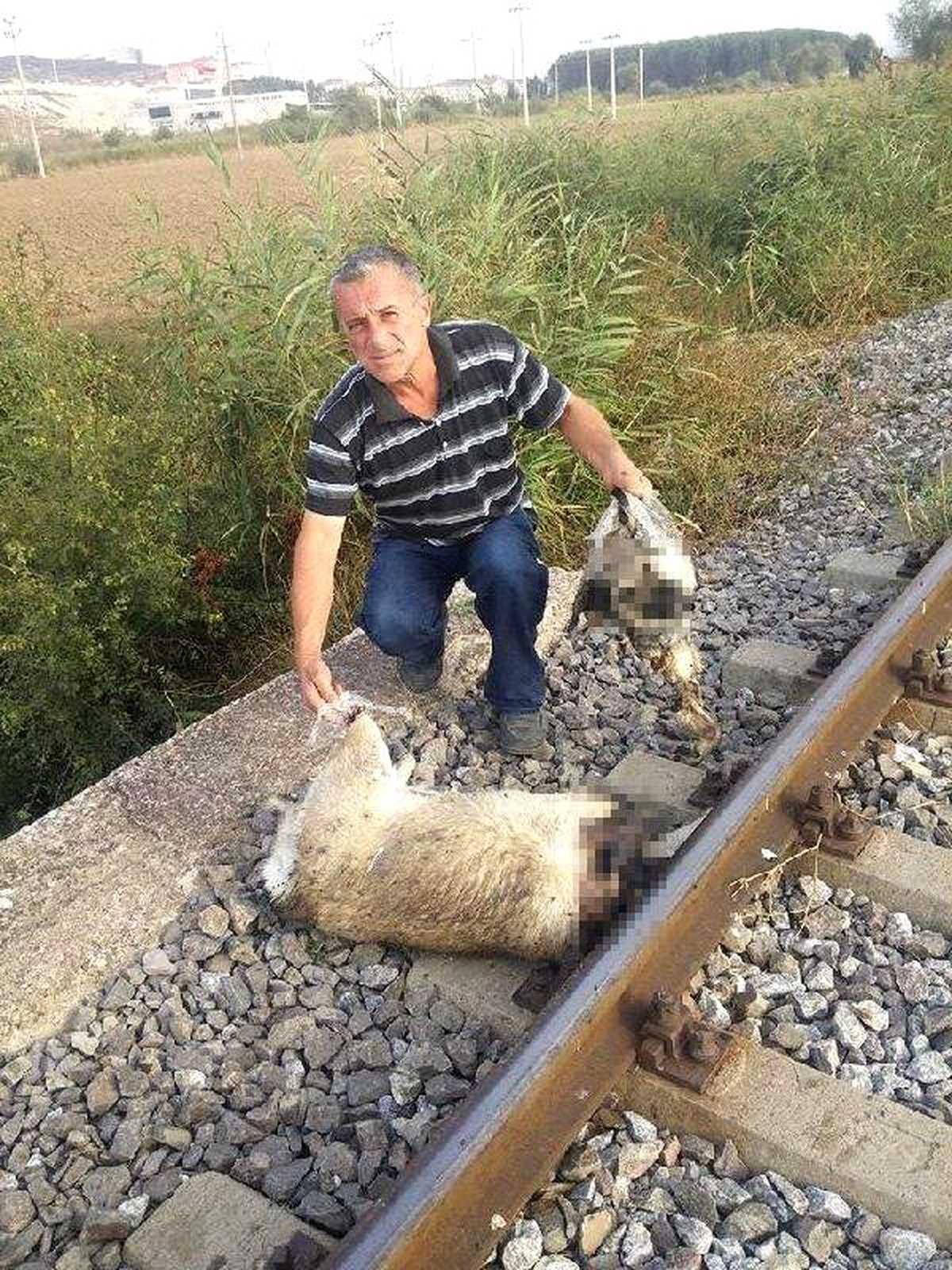 Tavşanlı\'da Köpeklerin Raylara Bağlanarak Telef Edildiği İddiası