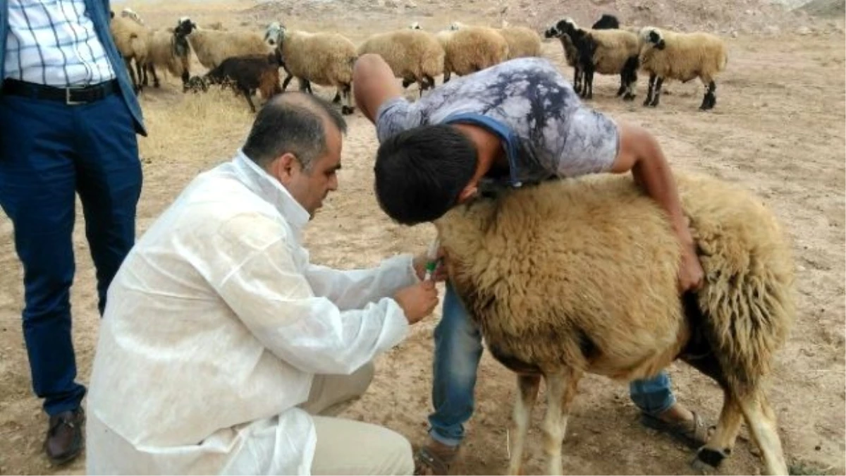 Viranşehir\'de Yavru Atma Hastalığına Karşı Harekete Geçildi