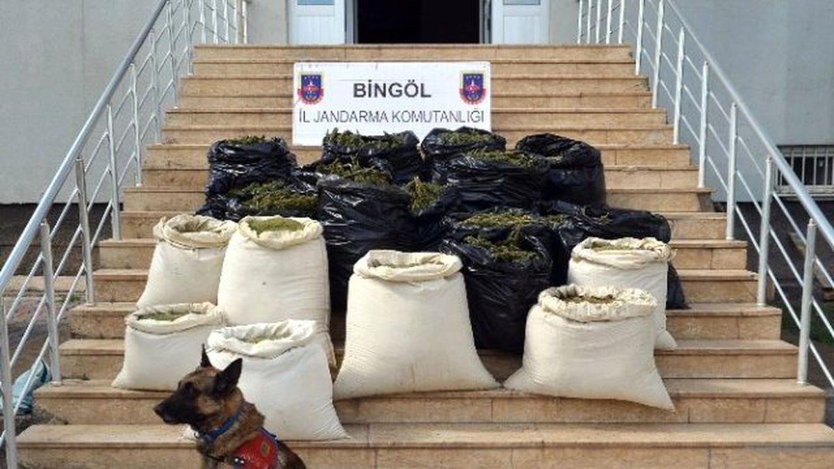 241 Kilo Esrar Yakalandı