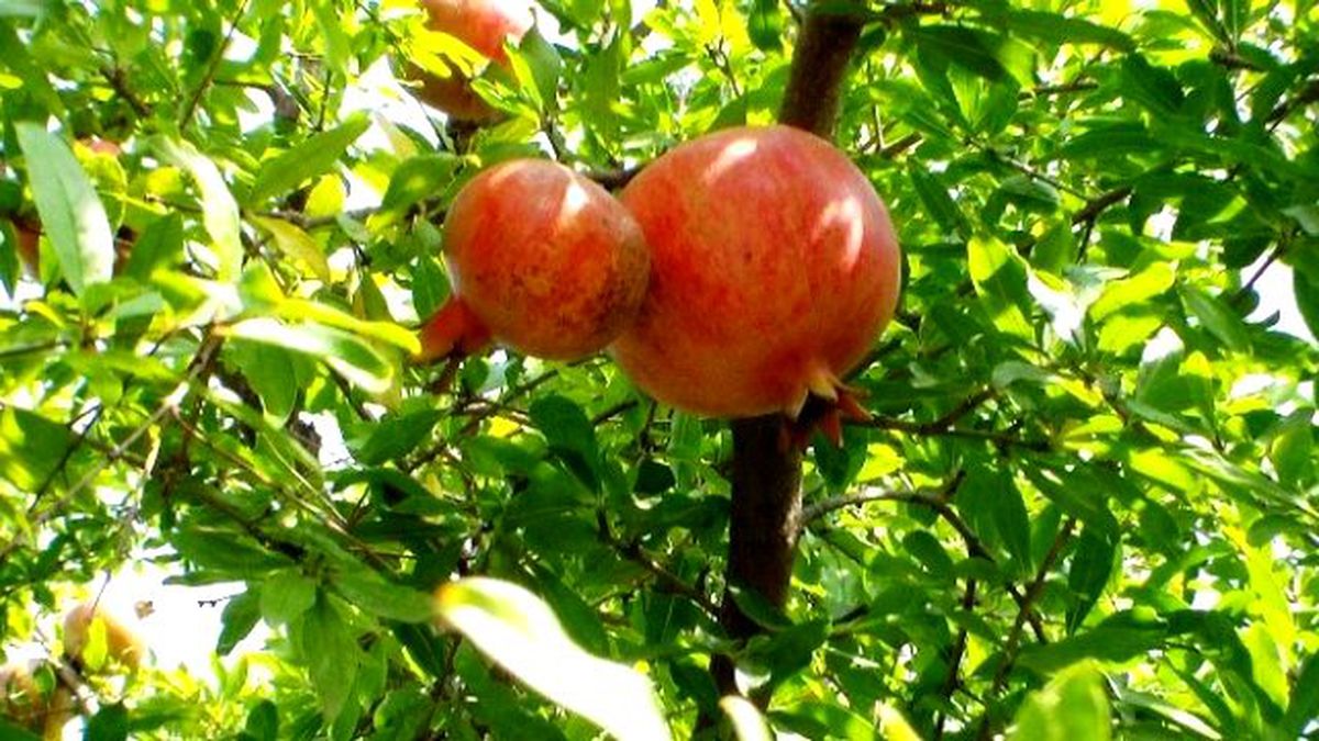 Narda Hasat Zamanı