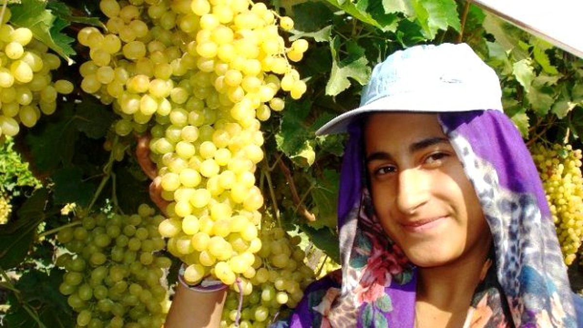 Sultaniye Üzümlerinin Yüzde 65\'i İhraç Ediliyor