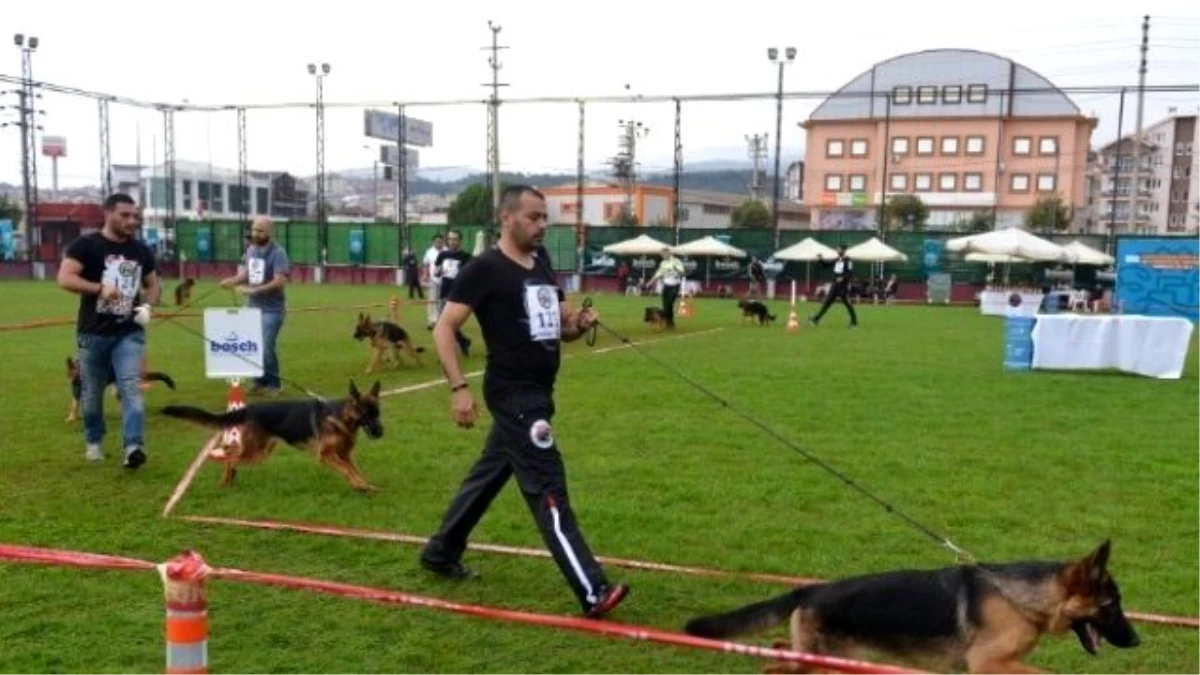 Alman Çoban Köpekleri Hünerlerini Sergiledi