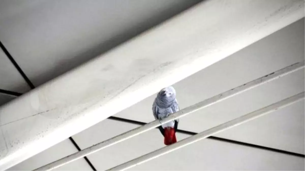 Havalimanında Papağan Kurtarma Operasyonu