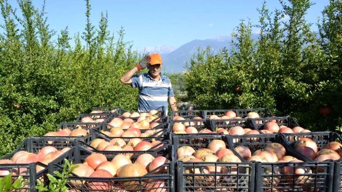 Seydikemer\'de Nar Hasatı Başladı