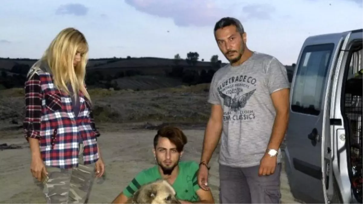 Tekirdağ\'da Uyuz Köpeklerin Dramı