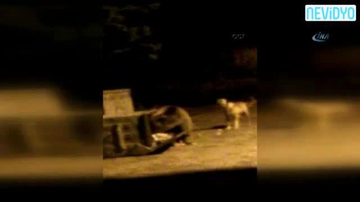 5 Köpek Ayıyı Korkutamadı