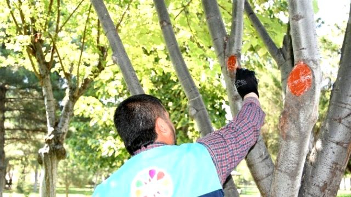 Çolakbayrakdar, "Ağaçlara Kış Bakımı Yapıyoruz"