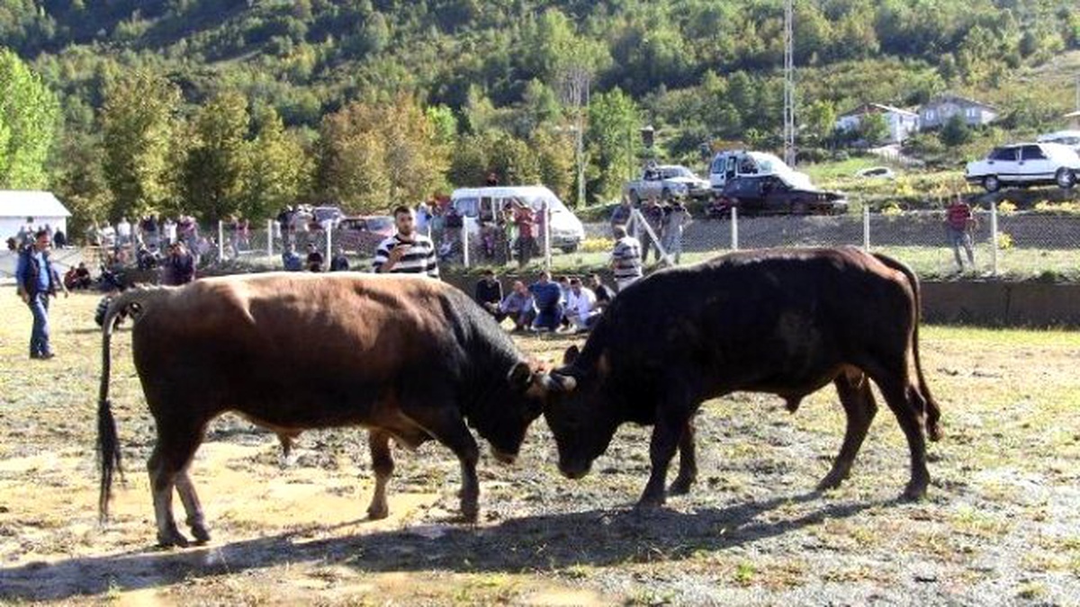 Kışa Girmeden Boğalar Kampa Girdi