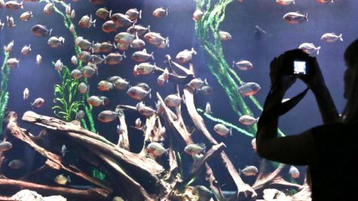 Akvaryumda Sergilenen Kızıl Piranalar Akşam Besleniyor