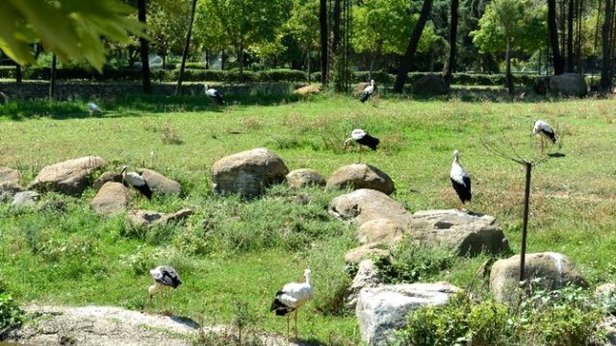 Leylekler Sıcak Ülkelere Göç Etmedi Bursa\'yı Mesken Tuttu