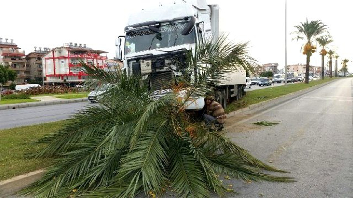 Narenciye Yüklü Tır\'ı Refüjeki Palmiye Durdurdu