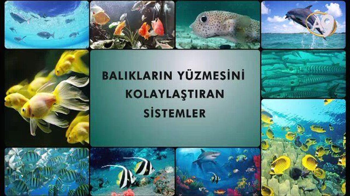 Balıkların Yüzmesini Kolaylaştıran Sistemler