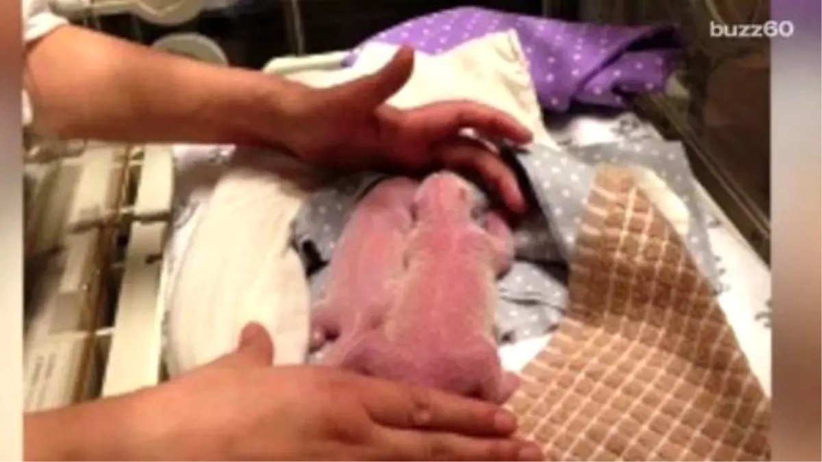 Canada\'s First Panda Cubs Born At Toronto Zoo