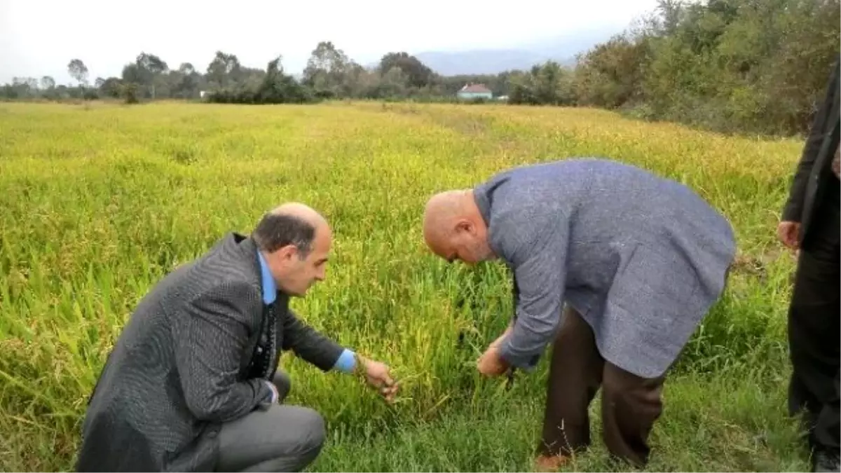 Düzce'de Çeltik Hasadı Devam Ediyor