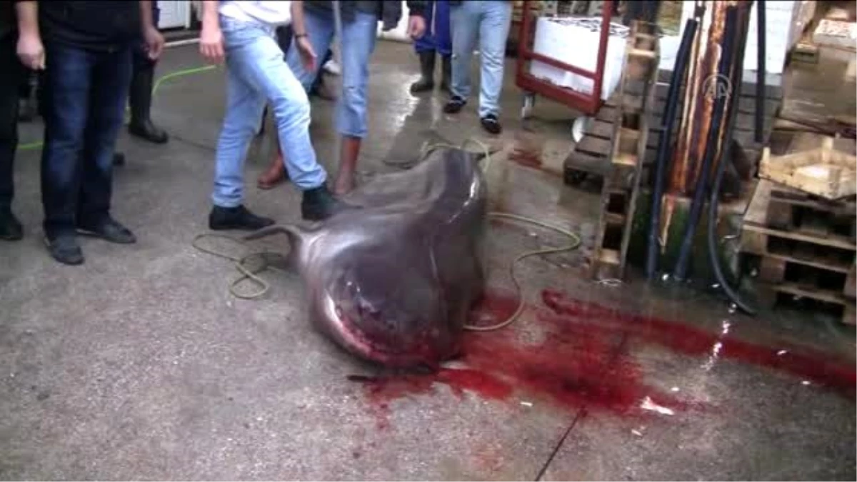 Marmara Denizi\'nde 4 Metrelik Köpek Balığı Yakalandı