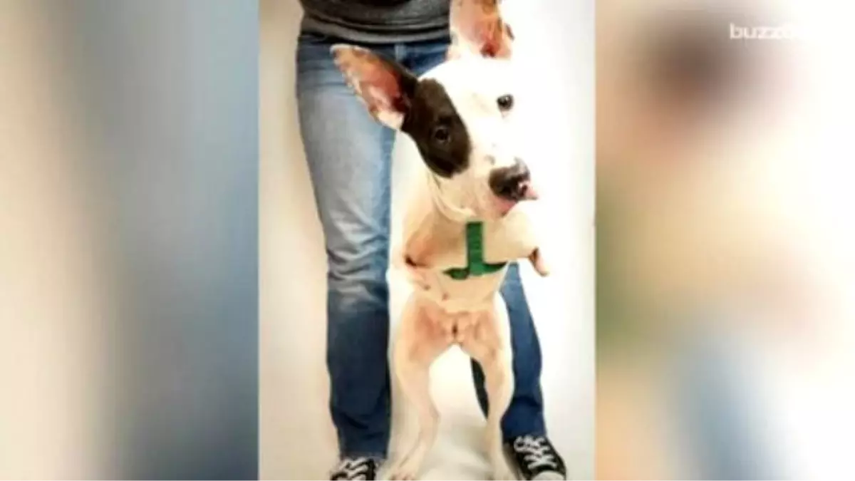 Adorable Two-legged Dog Gets Around Just Like A Kangaroo