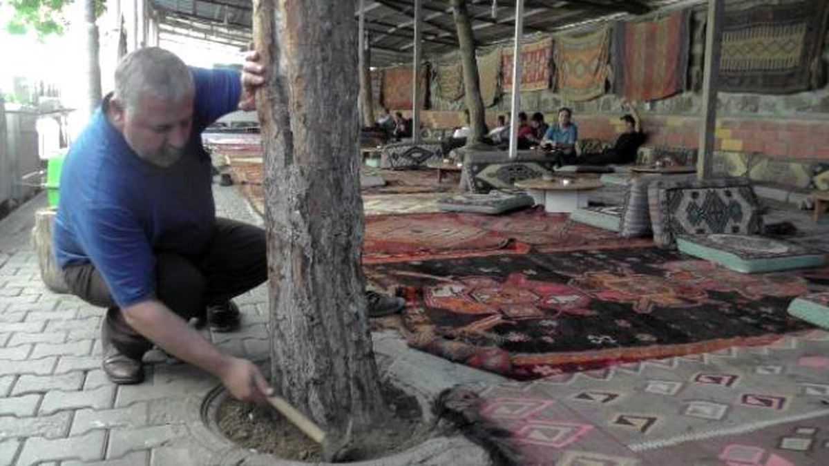 Çamları Kesmeye Kıyamadı, Çatıdan Çıkış Verdi