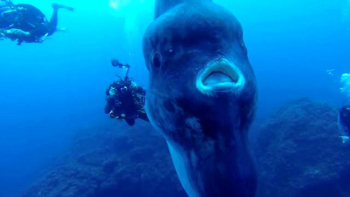 Dünyanın En Büyük Balığı ile Yüz Yüze Gelen Dalgıçlar