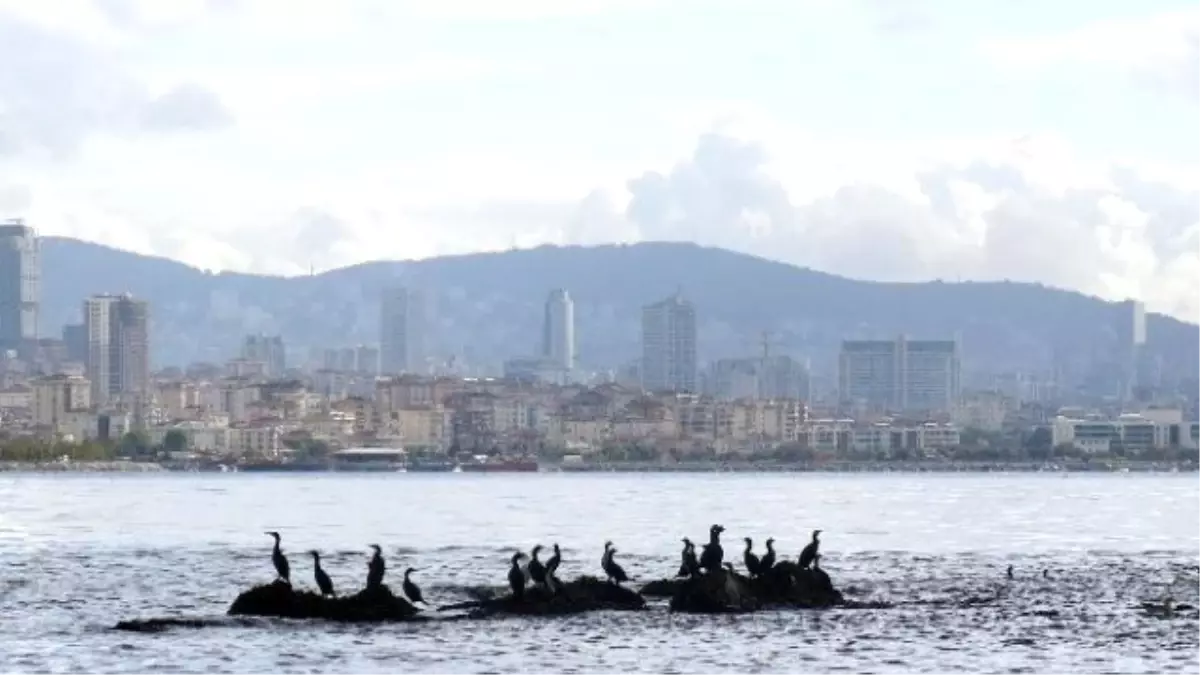 İstanbul\'un Kayıp Adası Gün Yüzüne Çıkıyor