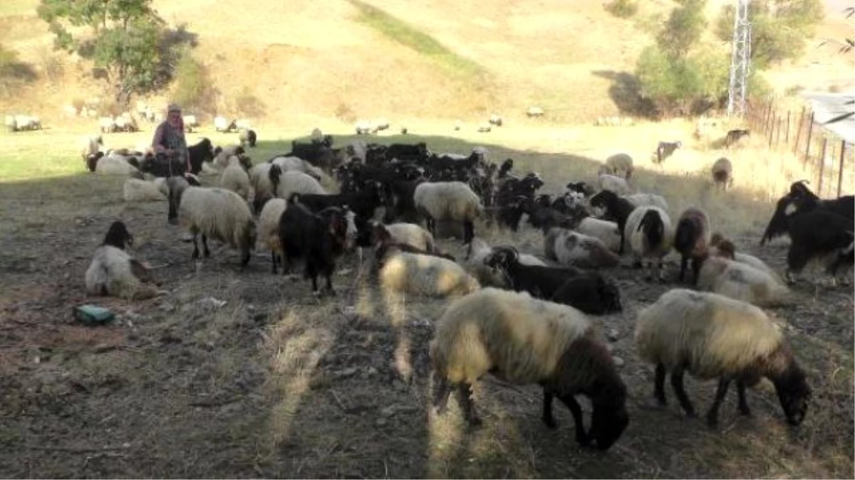 Kurtlar Sürüye Saldırdı, 15 Koyun Telef Oldu