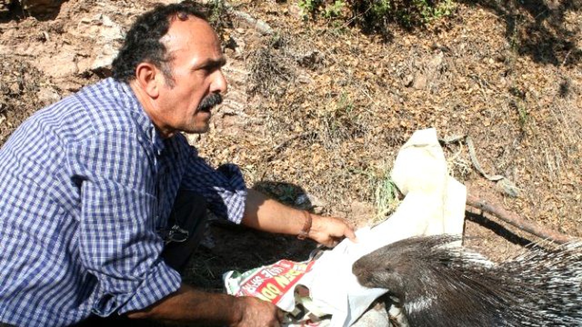 Otomobilin Çarptığı Yaralı Kirpi Tedavi Altına Alındı